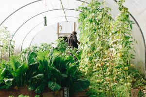 growing your own food